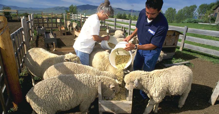 طرح توجیهی پرواربندی گوسفند 200 راسی