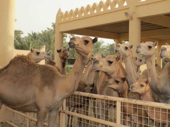 پرورش شتر در کشورهای عربی