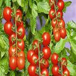 طرح توجیهی گلخانه هیدروپونیک گوجه فرنگی