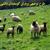 طرح توجیهی پرورش گوسفندان داشتی pdf سال 99 ( 100 راسی)