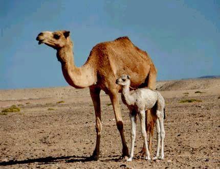 پرورش صنعتی شتر