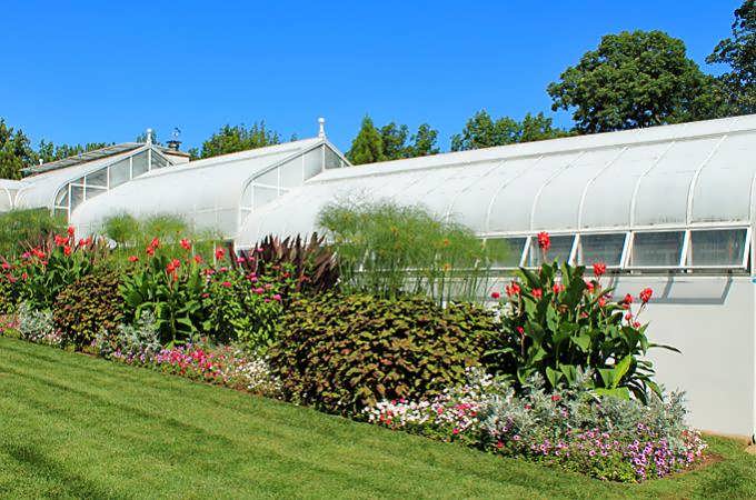 تولید گوجه در گلخانه