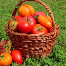 طرح کارآفرینی گوجه گلخانه ای