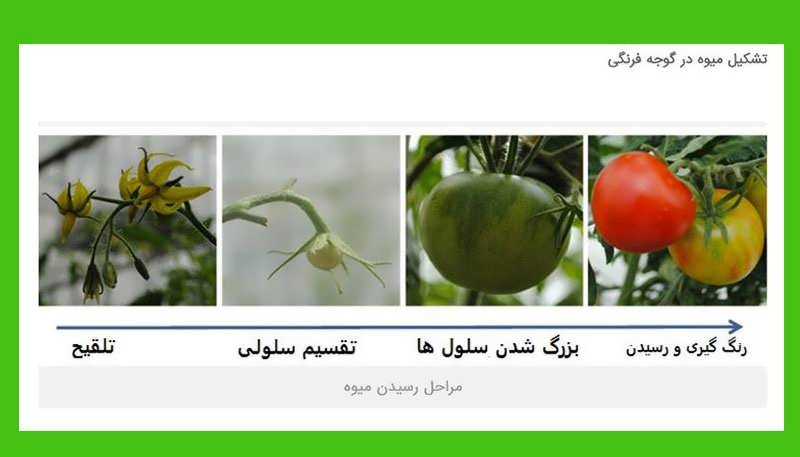 کاشت گوجه فرنگی