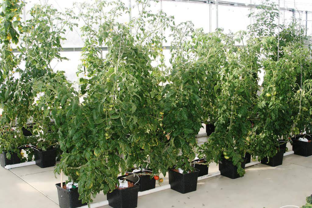 گلخانه گوجه فرنگی