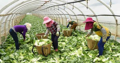 گلخانه سبزیجات