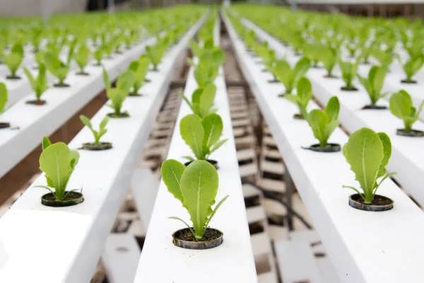 آموزش هیدروپونیک