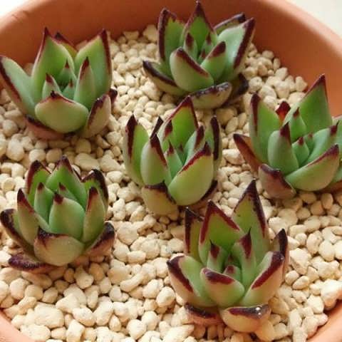 کشت در سنگریزه