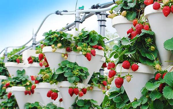 کشت در پشم سنگ