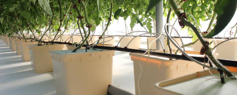 خیار هیدروپونیک