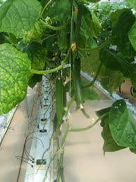 کشت خیار هیدروپونیک