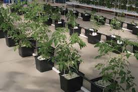 کشت هیدروپونیک