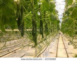 خیارگلخانه ای هیدروپونیک