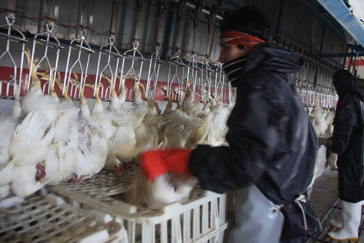 طرح توجیهی کشتارگاه مرغ