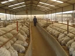 پرواربندی گوسفند