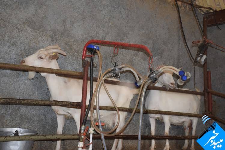 طرح توجیهی پرورش بز سانن