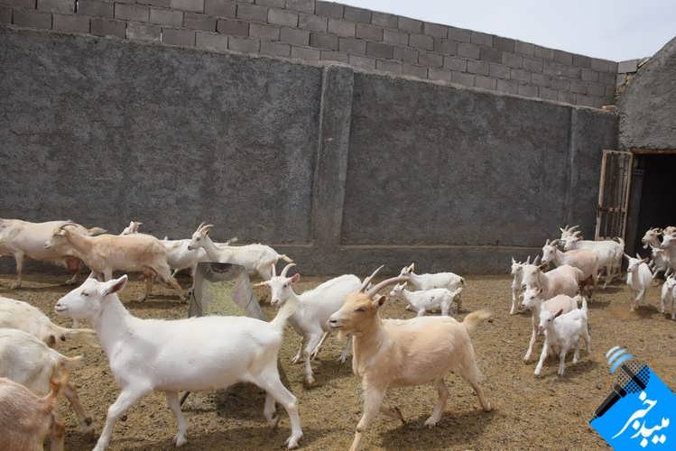 بز سانن و آلپاین