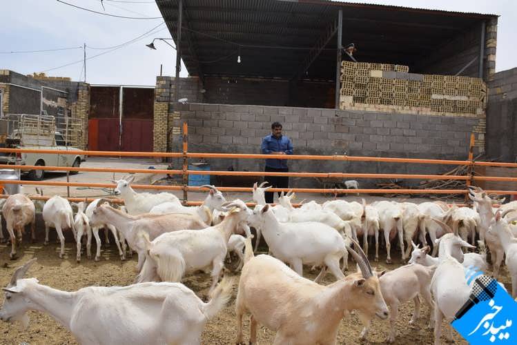 طرح توجیهی پرورش بز سانن