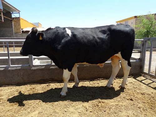 طرح توجیهی پرواربندی گوساله 100 راسی