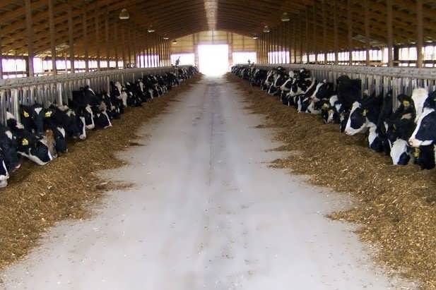 طرح توجیهی گوساله پرواری 100 راس