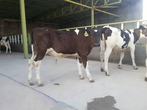 گوساله پرواری