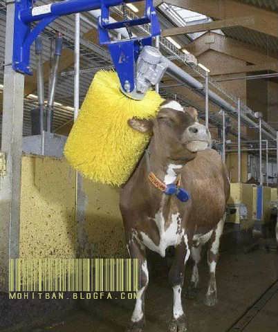 طرح توجیهی پرواربندی گوساله 100 راسی