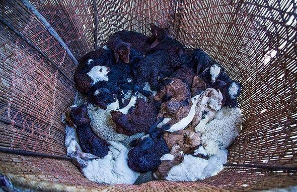 گوسفند داشتی عشایری