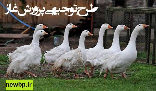 طرح توجیهی پرورش غاز  نگارش بهمن سال 96 برای سامانه کارا