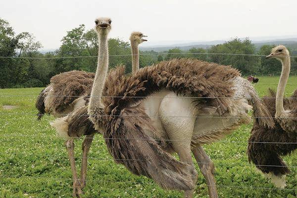 طرح توجیهی پرورش شترمرغ 96