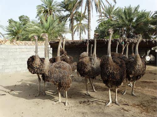 طرح توجیهی شترمرغ