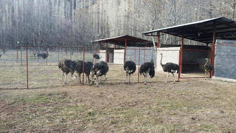 طرح پرورش شترمرغ