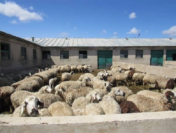 طرح توجیهی گوسفند داشتی 97