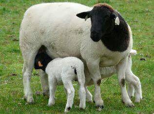 طرح توجیهی گوسفند