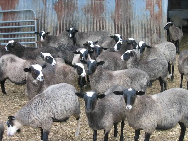 طرح گوسفند داشتی