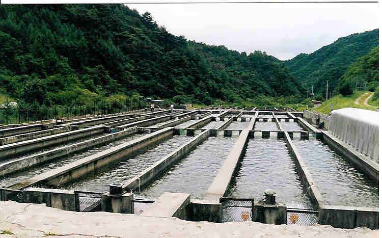 پرورش ماهی قزل آلا