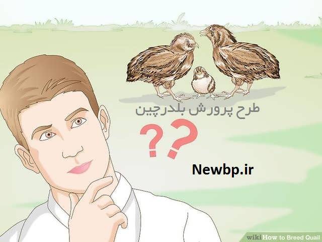 ایده پرورش بلدرچین