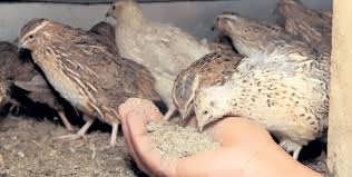 طرح توجیهی بلدرچین گوشتی