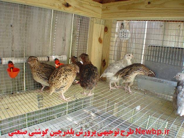 طرح توجیهی پرورش بلدرچین 98