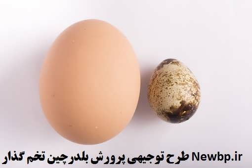 طرح پرورش بلدرچین 98