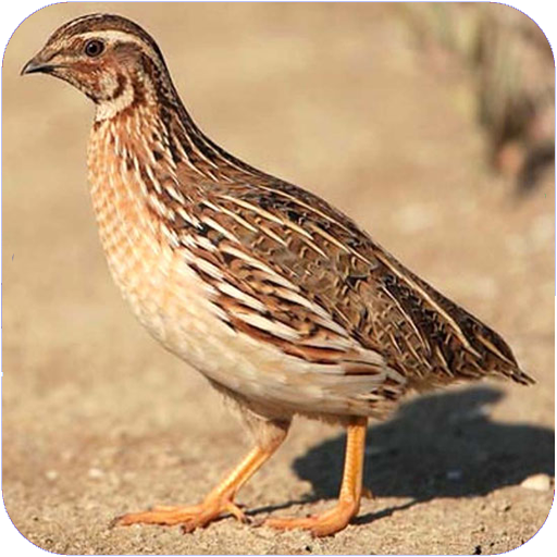 طرح توجیهی پرورش بلدرچین تخم گذار98