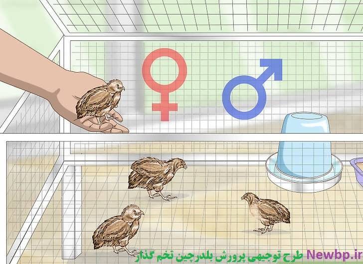 فضای کافی برای پرورش بلدرچین