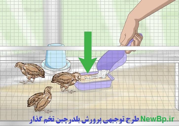 تغذیه بلدرچین