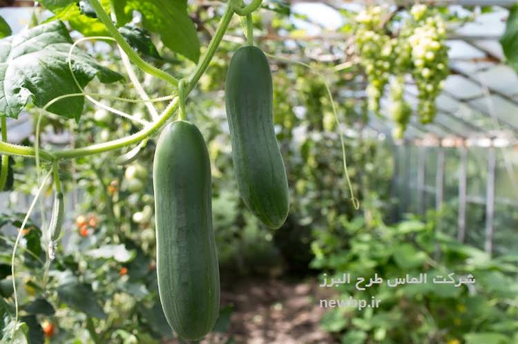 طرح توجیهی گلخانه هیدروپونیک خیار