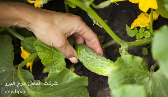 گلخانه هیدروپونیک خیار