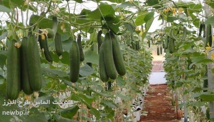 گلخانه هیدروپونیک خیار