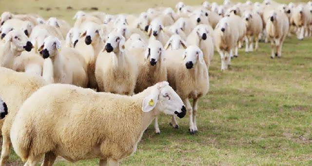 طرح توجیهی پرواربندی 500 راسی Newbp.ir