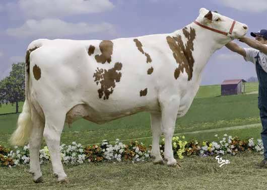 جیره غذایی گاو شیری در سال 98 +pdf