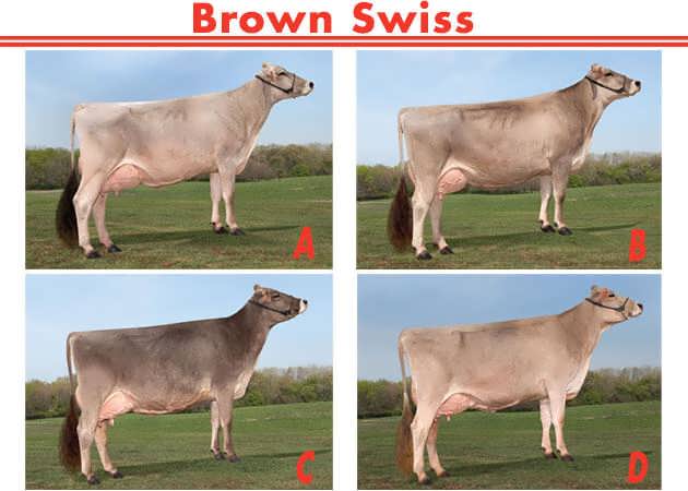 براون سوئیس (Brown Swiss)