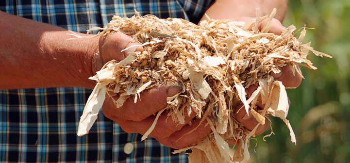 تغذیه گاو شیری