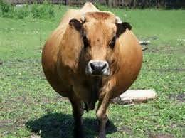 چاقی در گاو شیری